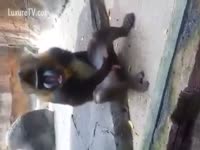 Zoo DVD - Monkey masturbating on the backyard
